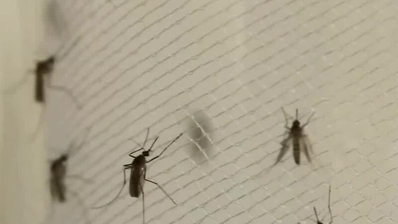 More West Nile positive mosquitoes found
